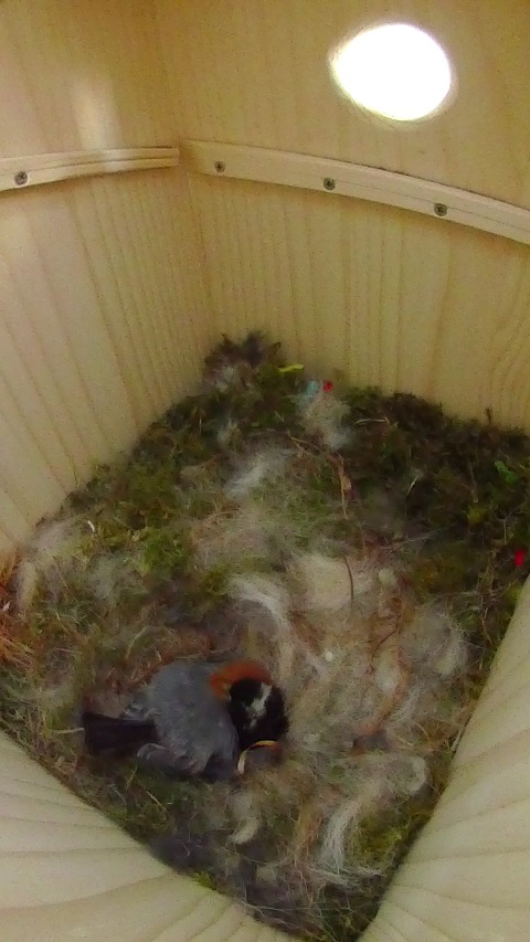 卵床で抱卵しながら寝ているヤマガラ母鳥