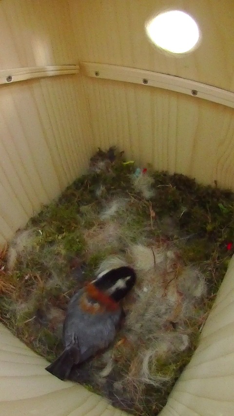 搬入した巣材を引き寄せて卵床を手入れするヤマガラ母鳥
