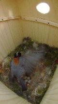 巣箱の中で羽を広げるヤマガラ母鳥
