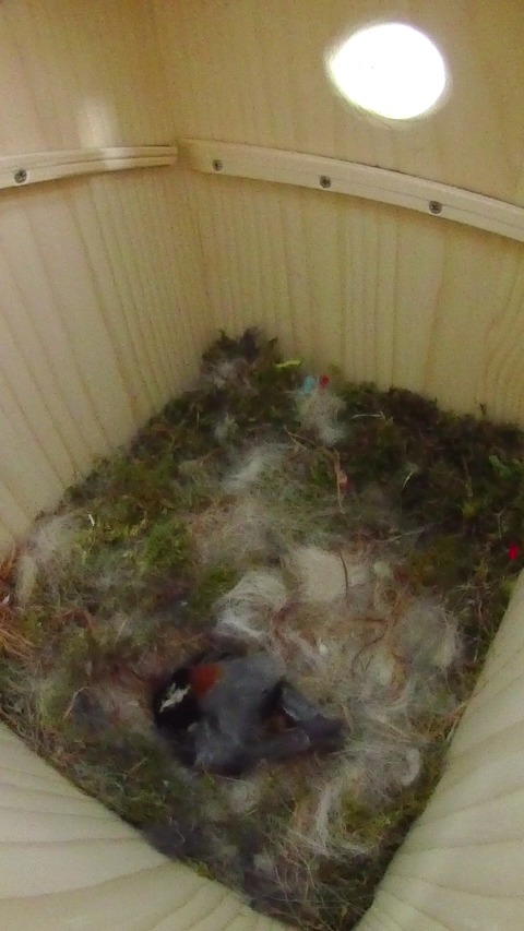 卵床で抱卵しながら寝ているヤマガラ母鳥