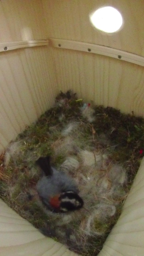 卵床を手入れするヤマガラ母鳥