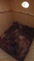 薄明るい巣箱で営巣作業をしているヤマガラ母鳥