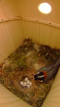 外出から帰ってきて卵を確認するヤマガラ母鳥