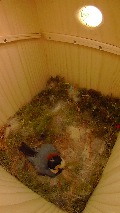 卵床で抱卵するヤマガラ母鳥
