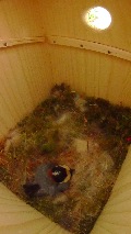 卵床で抱卵するヤマガラ母鳥