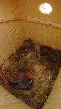 卵床で寝ながら抱卵するヤマガラ母鳥