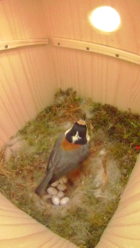 巣箱の中で羽ばたき練習をしているヤマガラの母鳥の写真