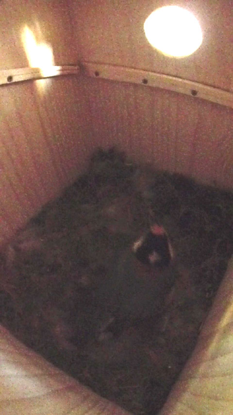 巣箱を出る母鳥の写真