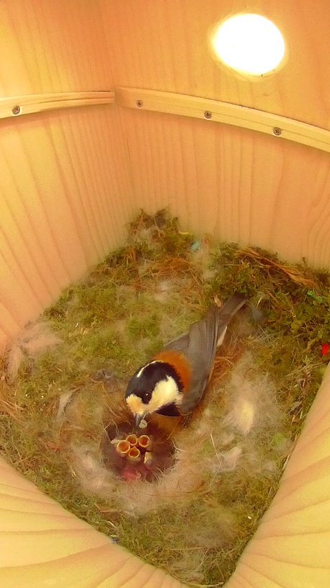ヒナに餌を与えるヤマガラ母鳥の写真