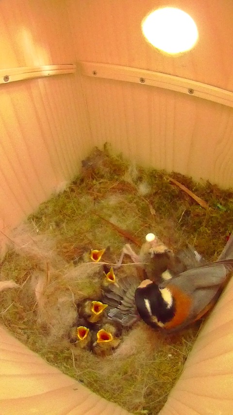 巣床から飛び出した雛に食事を与える親鳥