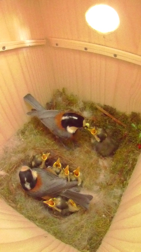 雛鳥に給餌するヤマガラ父鳥の写真