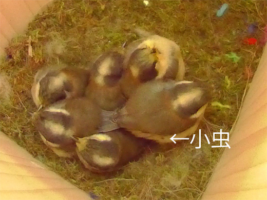 EH̉ɏtĂ̂ʐ^
