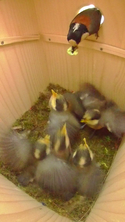巣立ちの朝給餌を受ける六羽のヤマガラひな鳥の写真