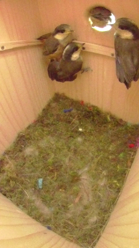 三羽の兄弟に後押しされるように巣立つ四羽目の雛の写真