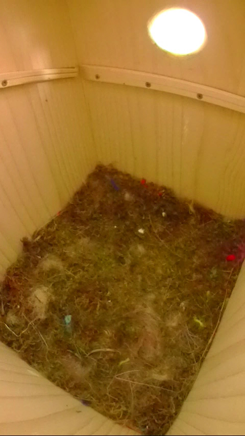 巣立ち後６日目のヤマガラ巣箱の写真