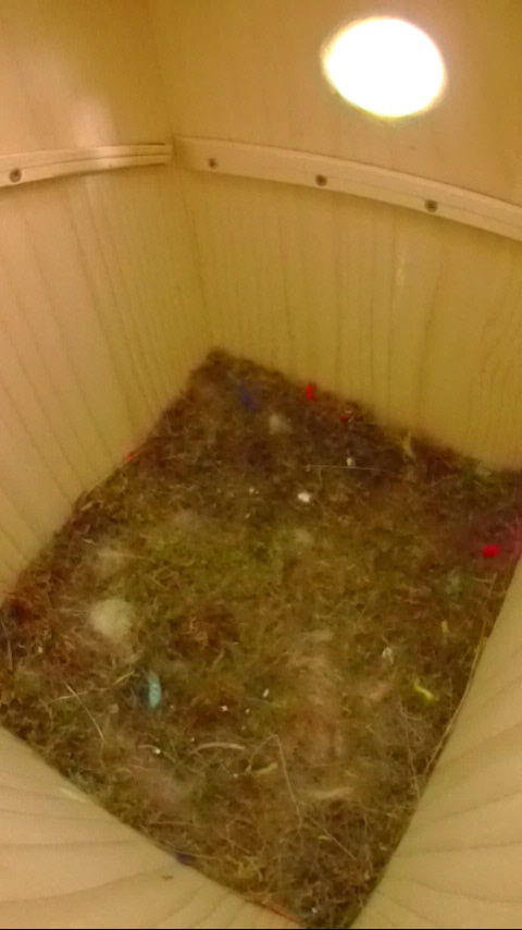 巣立ち後25日目のヤマガラ巣箱の写真