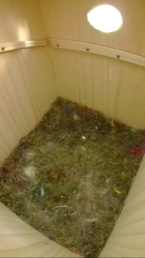 スズメが巣箱に飛び乗っただけで変化の無い巣箱内部の写真