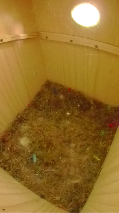 小虫が歩いている巣立ち後90日目のヤマガラ巣箱の写真