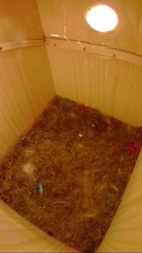 巣立ち後139日目のヤマガラ巣箱の写真