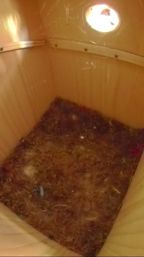 スズメが巣箱を覗いている写真