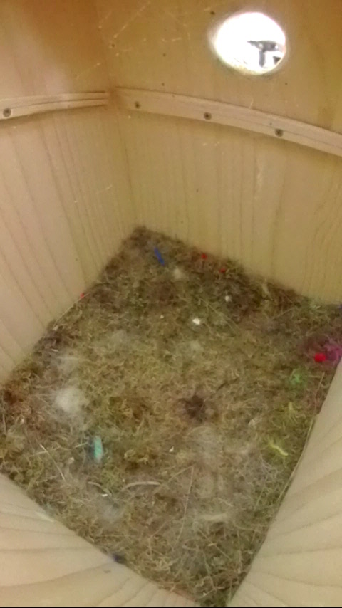 巣箱を覗くスズメの写真