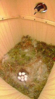 卵床に並ぶ七つのヤマガラの卵