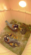 巣箱内で一羽孤立した雛に餌を与えるヤマガラの父鳥の写真