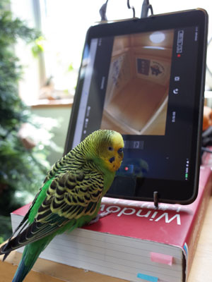 巣箱カメラのモニターを見ているピースケの写真