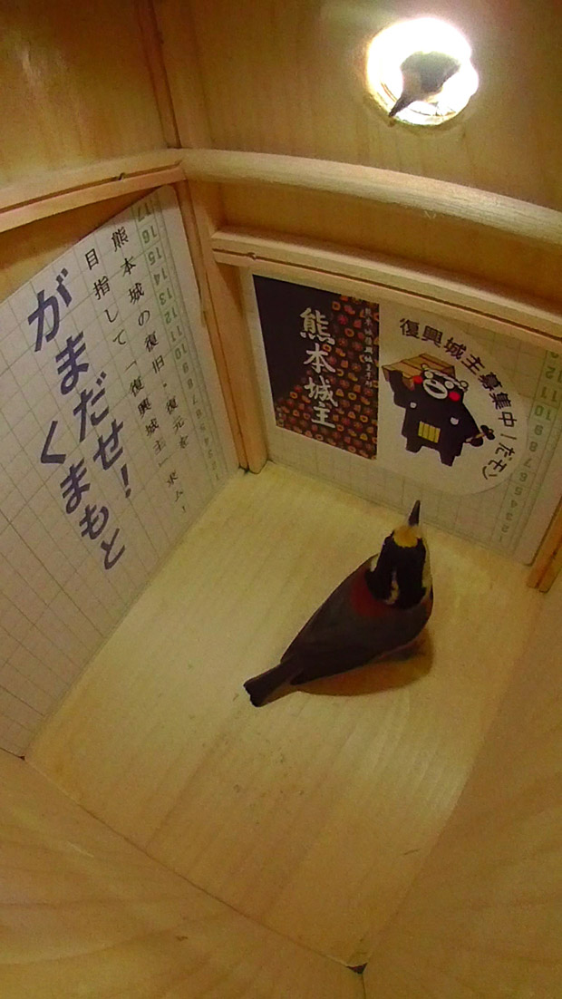 熊本城復興城主募集中のポスターを見て「うちも入ろうよ」と母鳥にお願いしているくまモンが好きなヤマガラ父鳥の写真