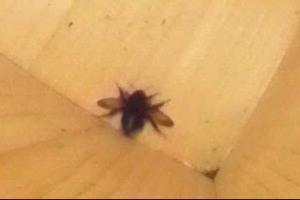 巣箱の床にひっくり返るエゾオオマルハナバチが腹筋運動で起き上がるコマ送り写真2/30秒