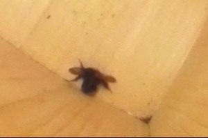 巣箱の床にひっくり返るエゾオオマルハナバチが腹筋運動で起き上がるコマ送り写真7/30秒
