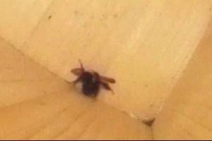 巣箱の床にひっくり返るエゾオオマルハナバチが腹筋運動で起き上がるコマ送り写真9/30秒