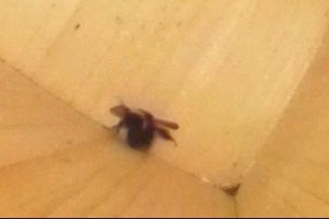 巣箱の床にひっくり返るエゾオオマルハナバチが腹筋運動で起き上がるコマ送り写真10/30秒