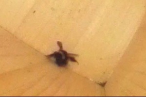 巣箱の床にひっくり返るエゾオオマルハナバチが腹筋運動で起き上がるコマ送り写真13/30秒
