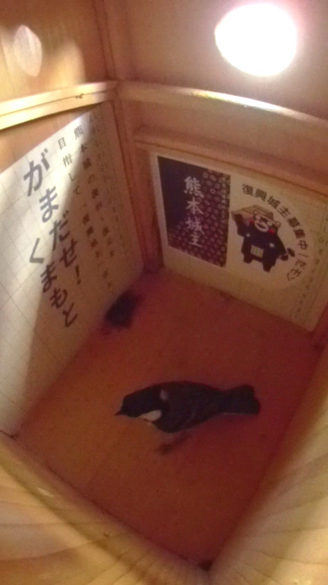 �����̒�ɍ~��Ď��͂�T��V�W���E�J���̎ʐ^