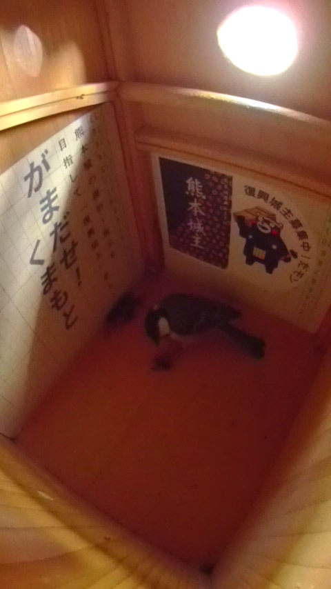 �����̒�Ńn�`��˂��˂��V�W���E�J���̎ʐ^