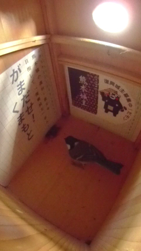 �����̒�ɏW�c�œ~�����Ă���n�`���Î����Ă�V�W���E�J���̎ʐ^