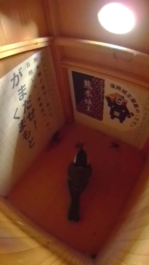 �n�`����C�����Ă���V�W���E�J���̎ʐ^