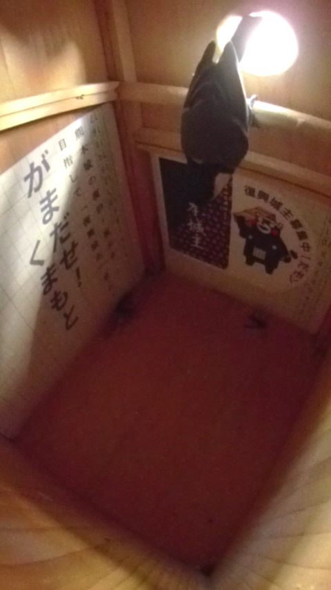 �����̑���ɒ͂܂��ċt���܎p���ő����ɓ���V�W���E�J���̎ʐ^