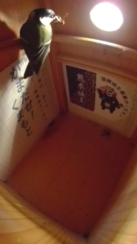 �傫�ȃn�`����C�����đ������o��V�W���E�J���̎ʐ^