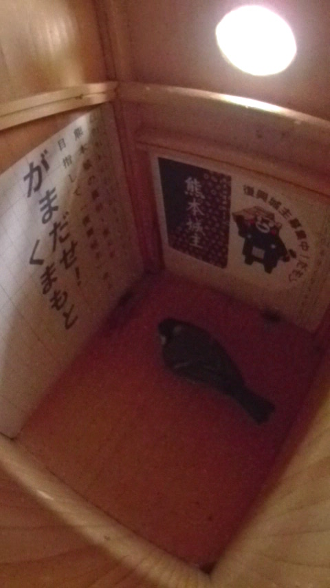 �����̋��œ~�����Ă���n�`�ɑ_���������V�W���E�J���̎ʐ^