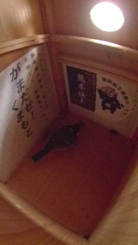 �����̒�œ~�����Ă����n�`��˂��˂��V�W���E�J���̎ʐ^