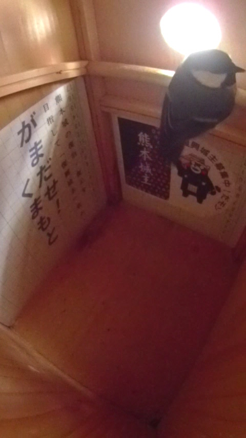 �����̒�ɍ~��Ċ�������킹�Ă���V�W���E�J���v�Ȃ̎ʐ^