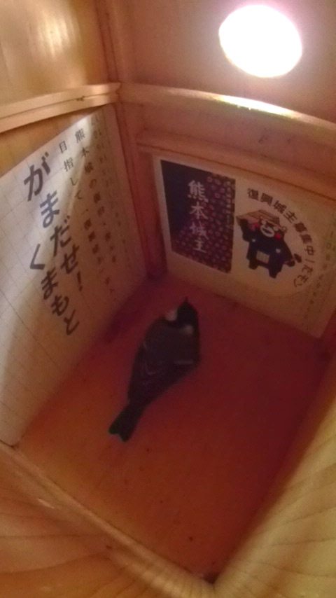 �p����Ⴍ���đ����̋��𒲂ׂ�V�W���E�J���̎ʐ^