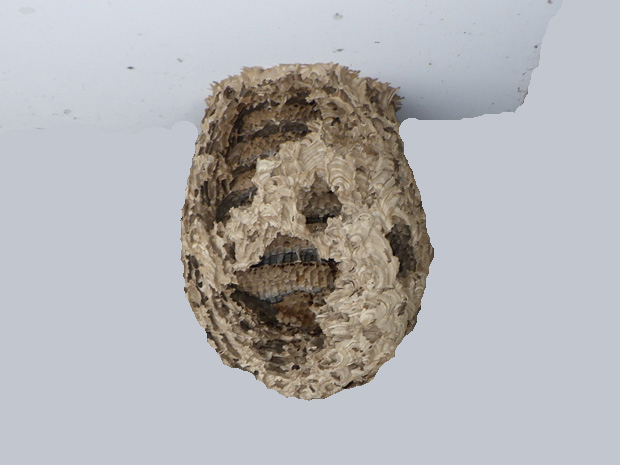 ���Ȃ�󂳂ꂽ�n�`�̑��̎ʐ^