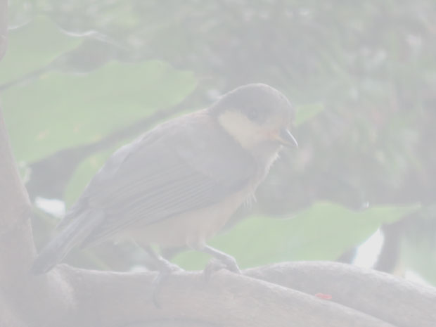 ���}�K���̗c���̎ʐ^�@�߂�{�^��