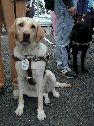ハーネスを着けられて仕事中のおすわりしている盲導犬の写真