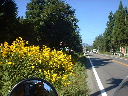 道端を埋め尽くす黄色い花々の写真