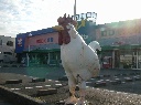 ホームセンターの駐車場にたたずむ巨大鶏のオブジェの写真